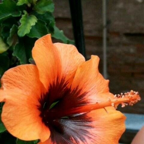 Hibiscus rosa-sinensis ফুল