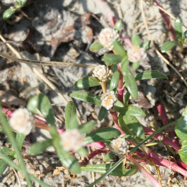 Gomphrena portulacoides Flower