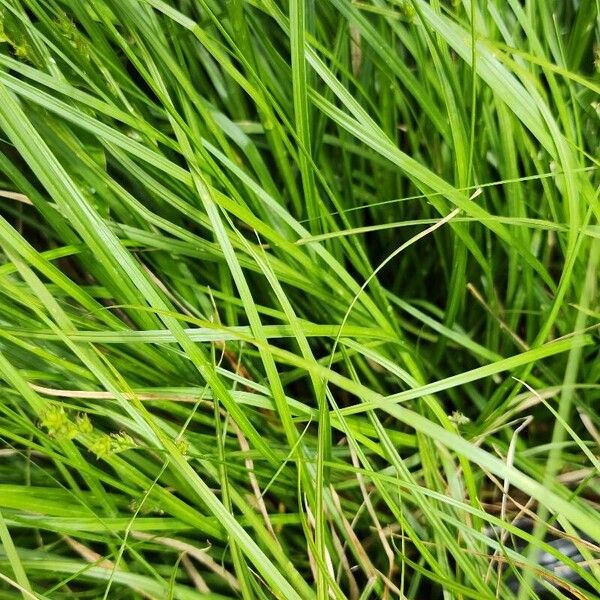 Carex echinata Folha