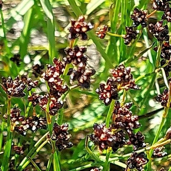 Juncus alpinoarticulatus Flower