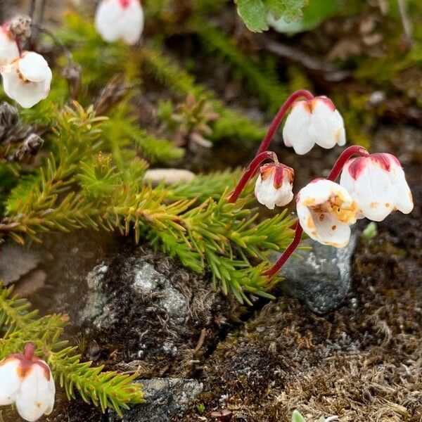 Cassiope hypnoides Flor