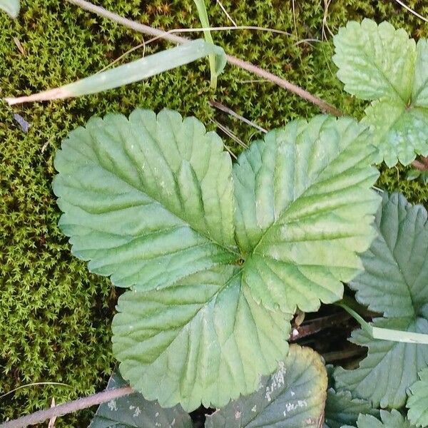 Potentilla indica برگ