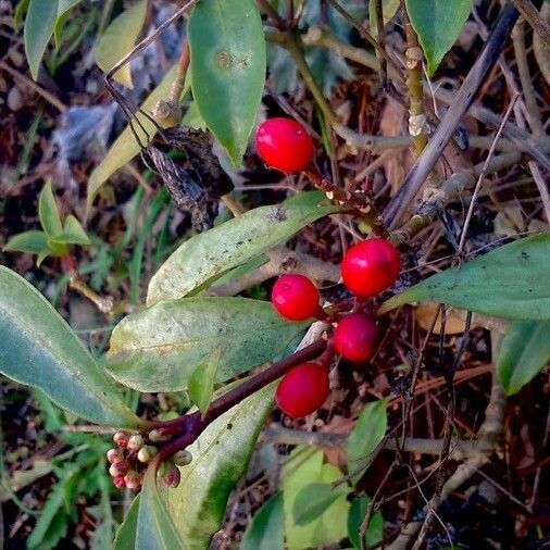 Gaultheria procumbens Frukt