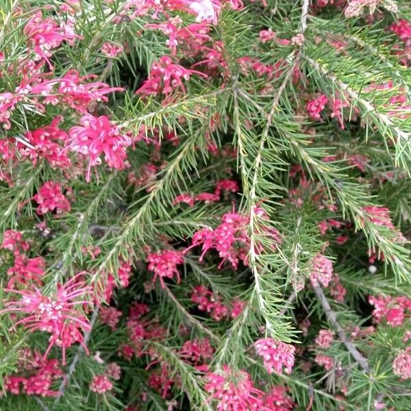 Grevillea rosmarinifolia Цвят