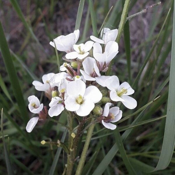 Diplotaxis erucoides Flor