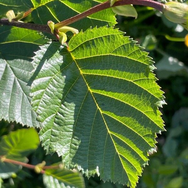 Alnus alnobetula Deilen