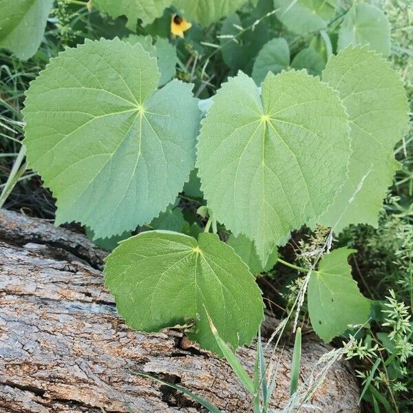 Abutilon hirtum Leaf