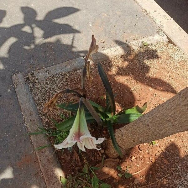 Hippeastrum vittatum Costuma