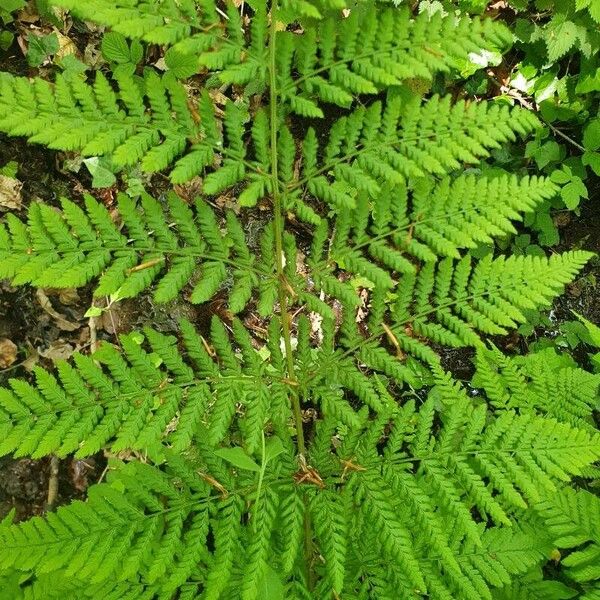 Dryopteris dilatata Ліст