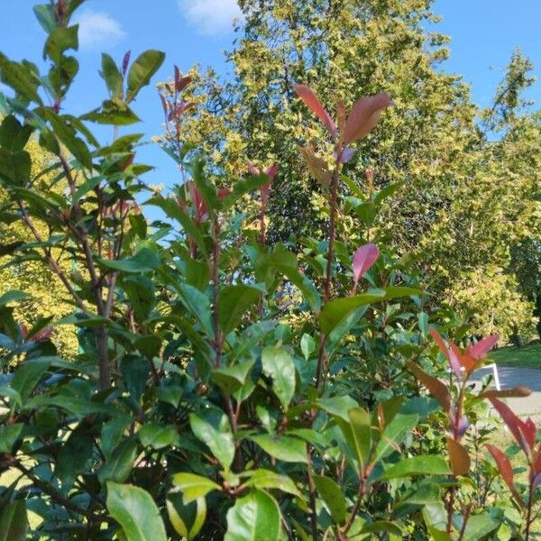 Photinia glabra Лист