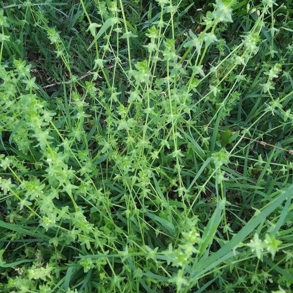 Cruciata pedemontana Lapas