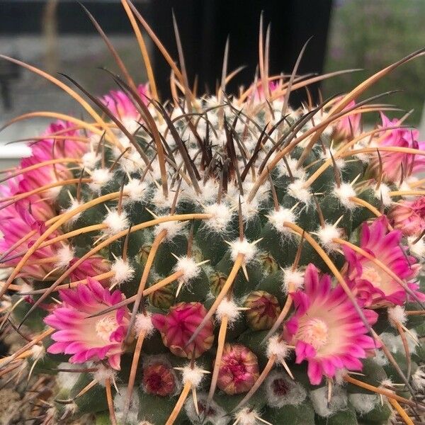 Mammillaria spinosissima फूल