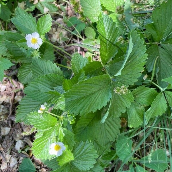 Fragaria viridis Leaf