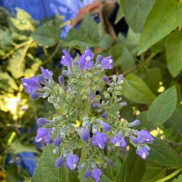 Scutellaria incana Çiçek