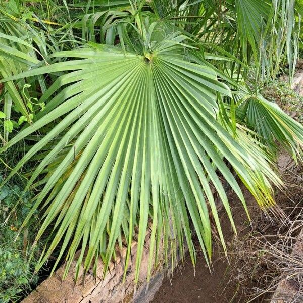 Washingtonia robusta Blatt