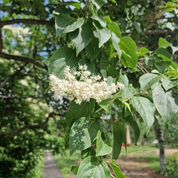 Syringa reticulata പുഷ്പം