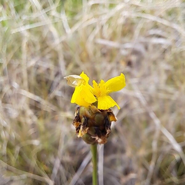 Xyris jupicai Fleur