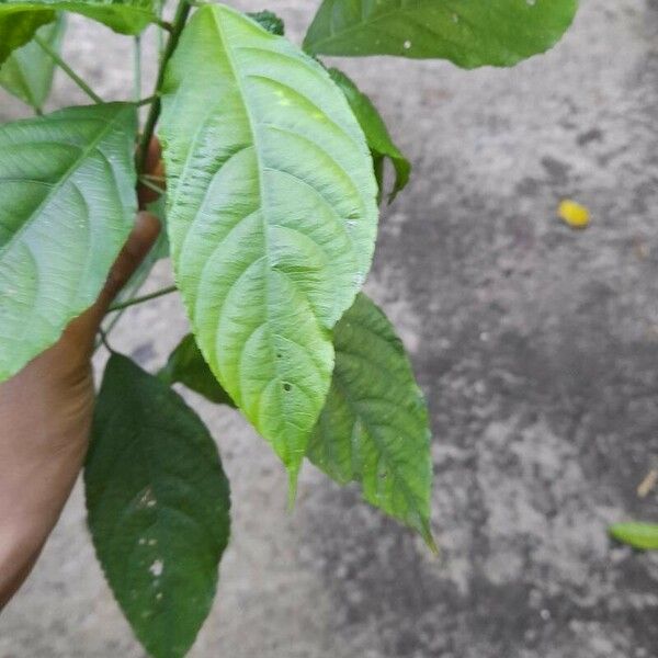 Acalypha diversifolia Лист