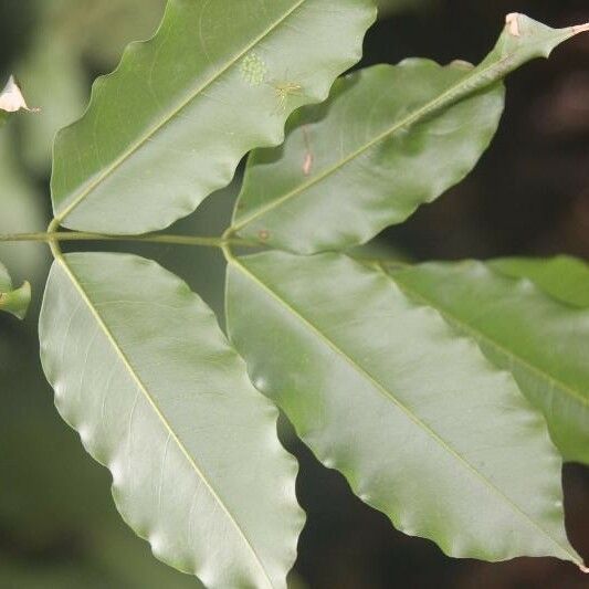 Andira inermis Blad