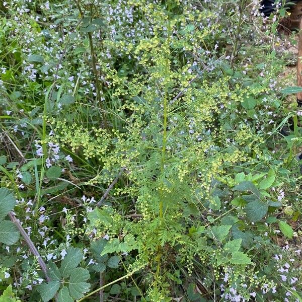 Artemisia annua Buveinė