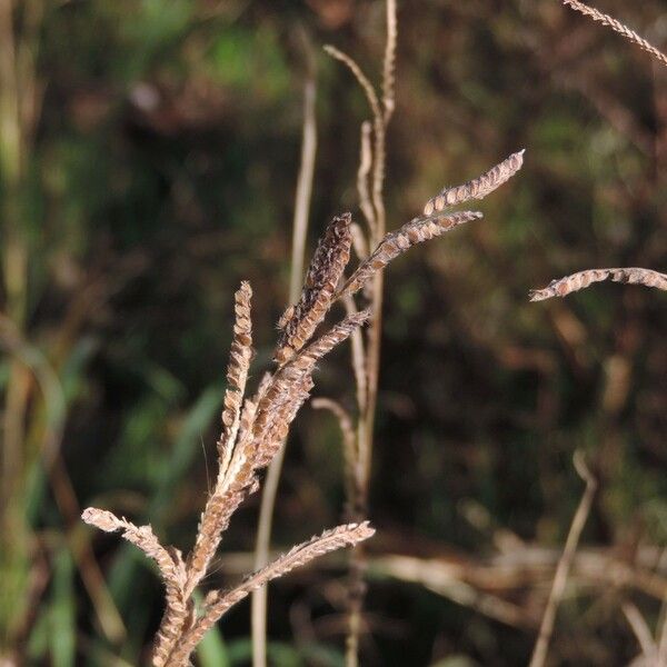 Paspalum urvillei 果實