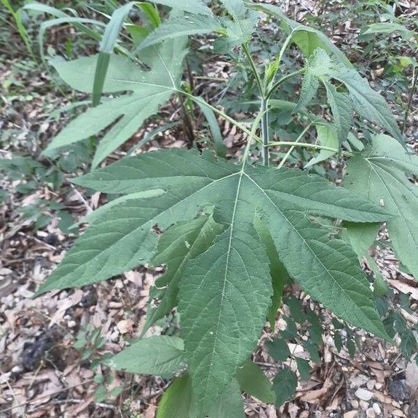 Ambrosia trifida Liść