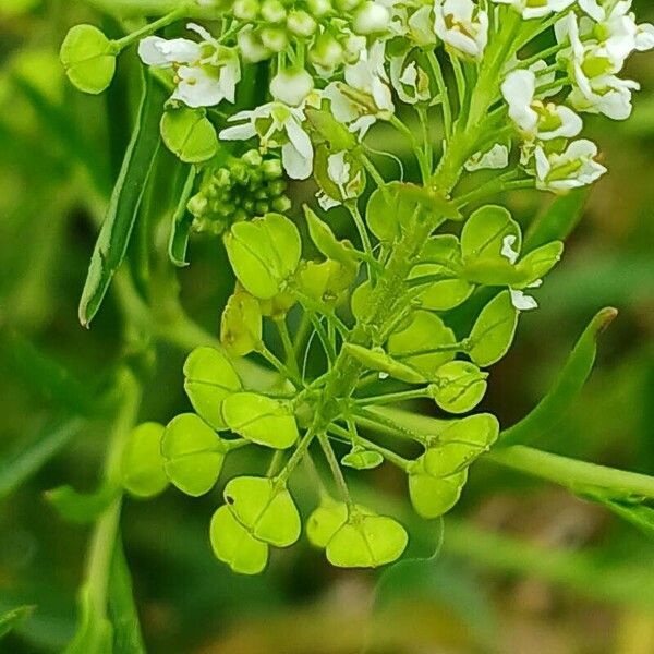 Lepidium virginicum Fleur