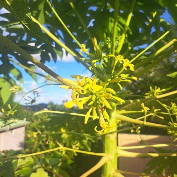 Carica papaya ᱵᱟᱦᱟ