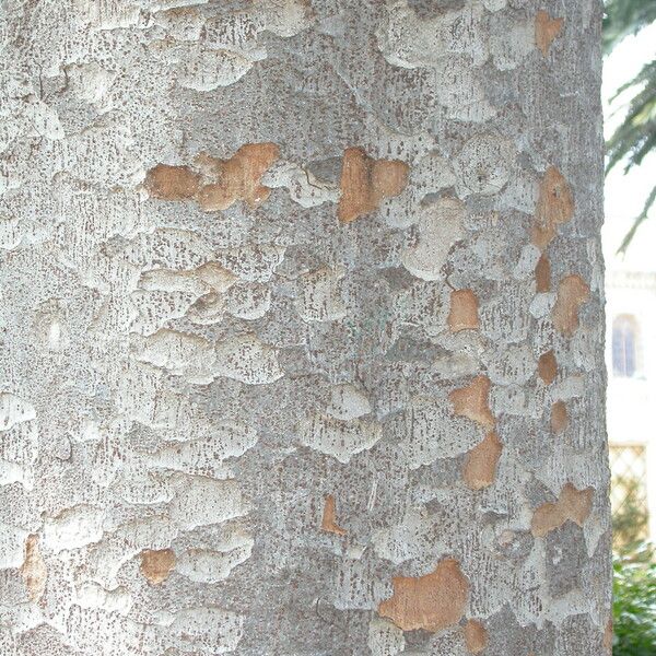 Agathis robusta Bark