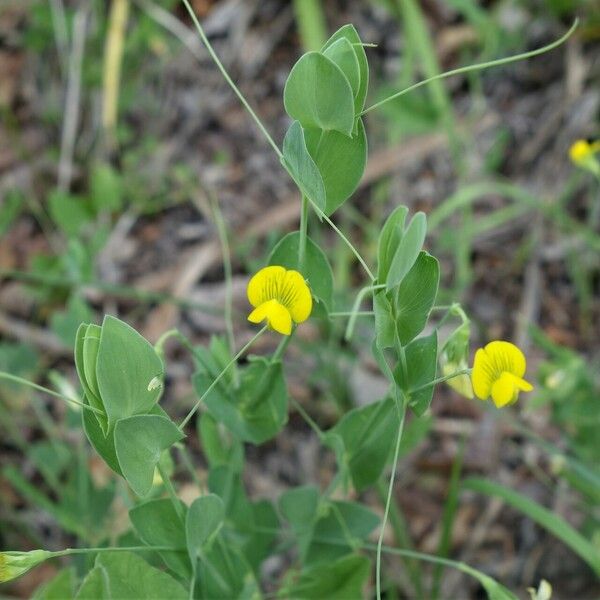 Lathyrus aphaca Flower