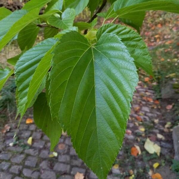 Morus alba Frunză