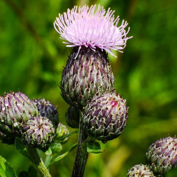 Cirsium arvense Квітка