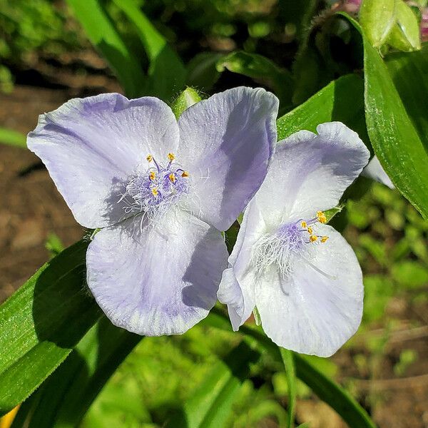 Tradescantia ohiensis Blüte