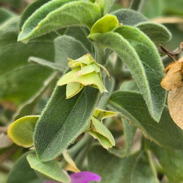 Dicliptera napierae Листок