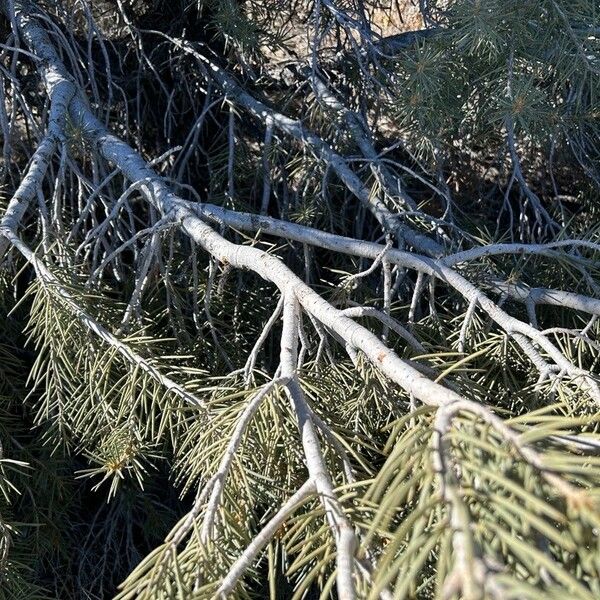 Pinus monophylla кора