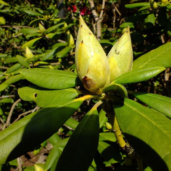 Rhododendron yakushimanum Blüte