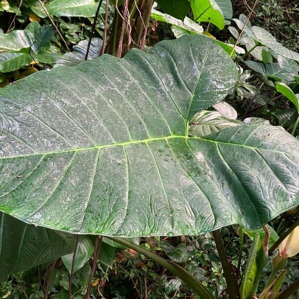 Xanthosoma sagittifolium Leaf