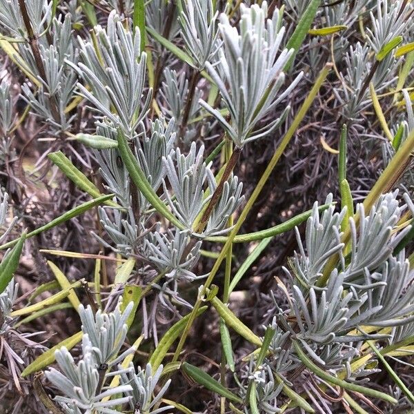 Lavandula latifolia Blatt