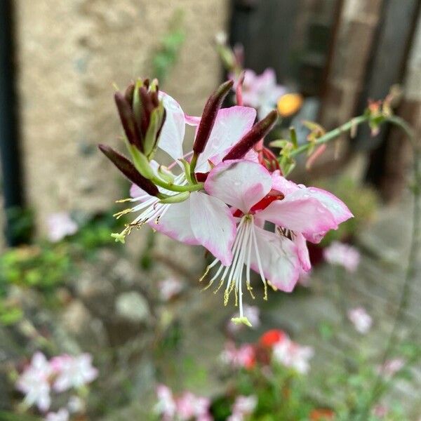 Oenothera gaura Blodyn