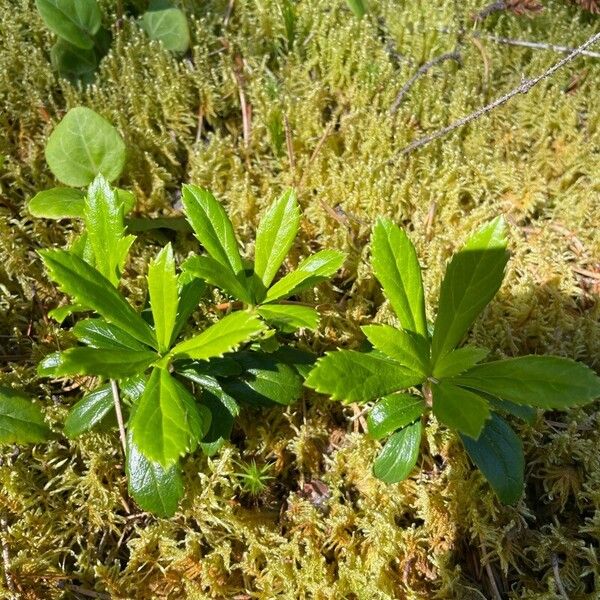 Chimaphila umbellata 葉