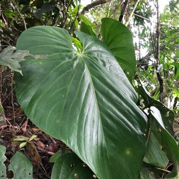 Anthurium dussii Лист