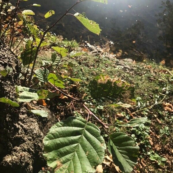 Alnus glutinosa Folha