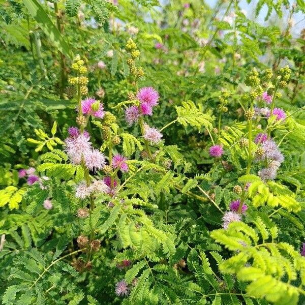 Mimosa diplotricha Квітка