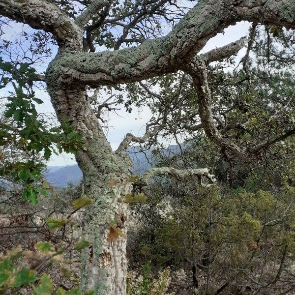 Quercus suber Kéreg