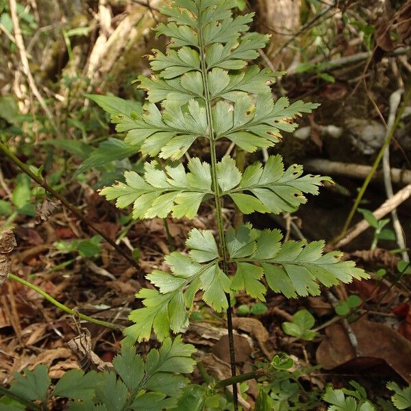 Asplenium buettneri Blad