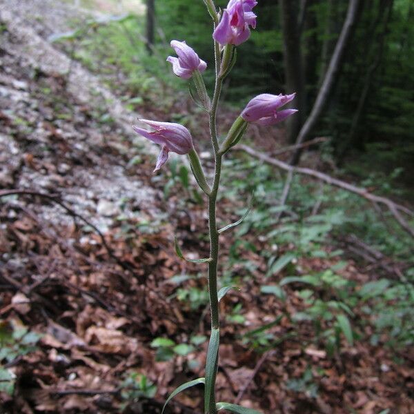 Cephalanthera rubra Blüte