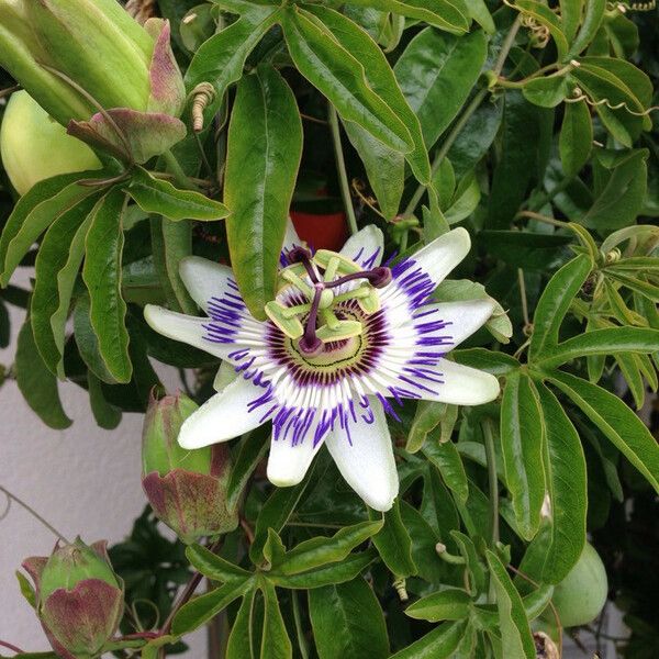 Passiflora caerulea Blomst