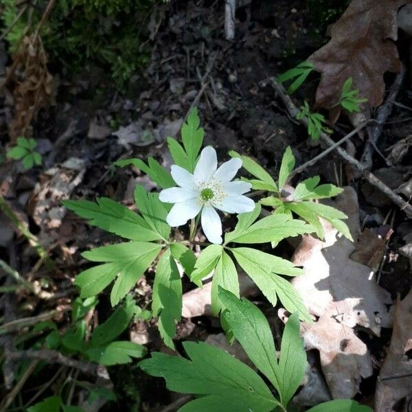 Anemonoides quinquefolia Floare