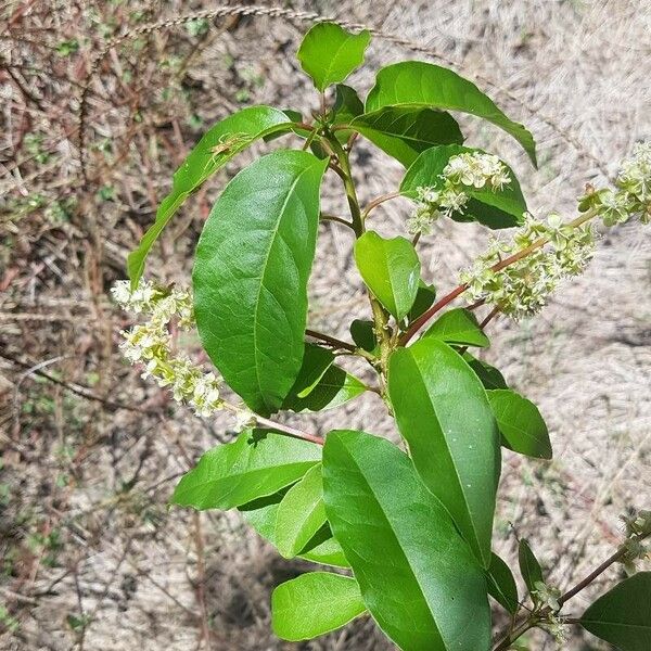 Trichostigma octandrum Leaf