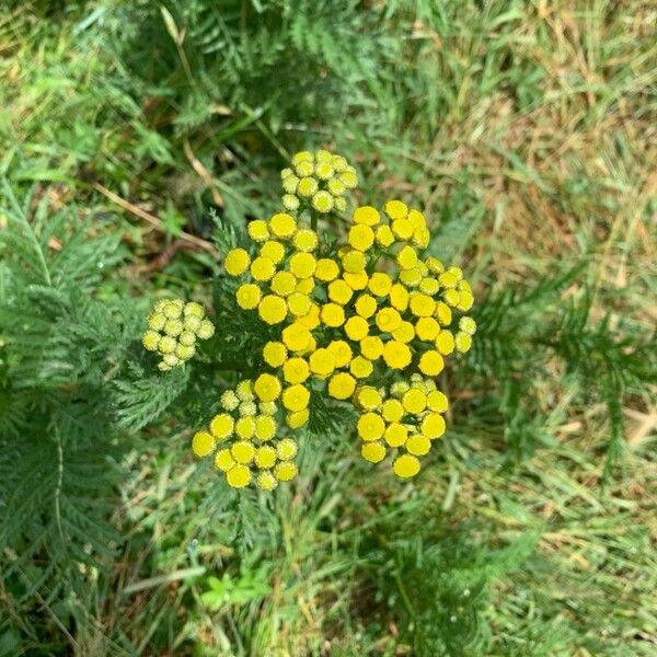 Tanacetum vulgare Fleur